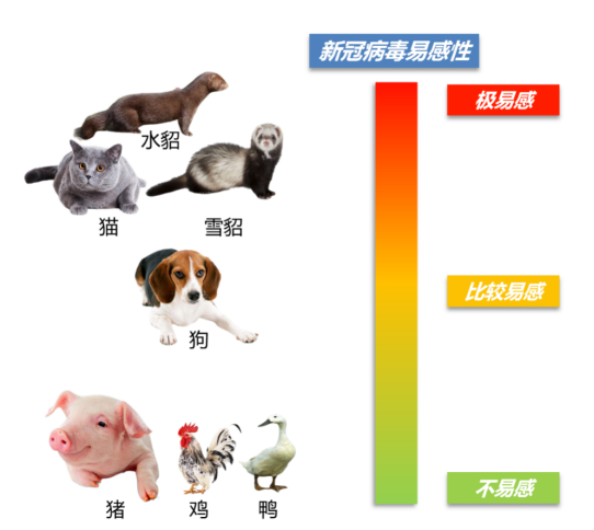 貂、猫、狗等是否会成为新冠病毒的传染源？
