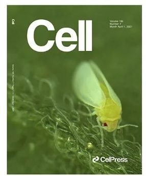 植物解毒基因，烟粉虱偷来“当枪使”
