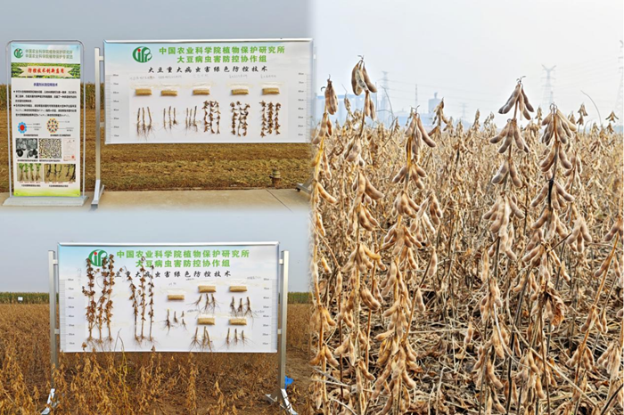 应对不利气候显成效,大豆绿色防控技术在豫交出高产答卷 513f2916-d15a-490b-a186-5ae78d1b3915.png